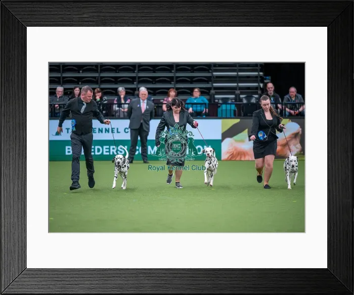 Framed Print : Crufts 2022 Framed Print : Crufts 2022