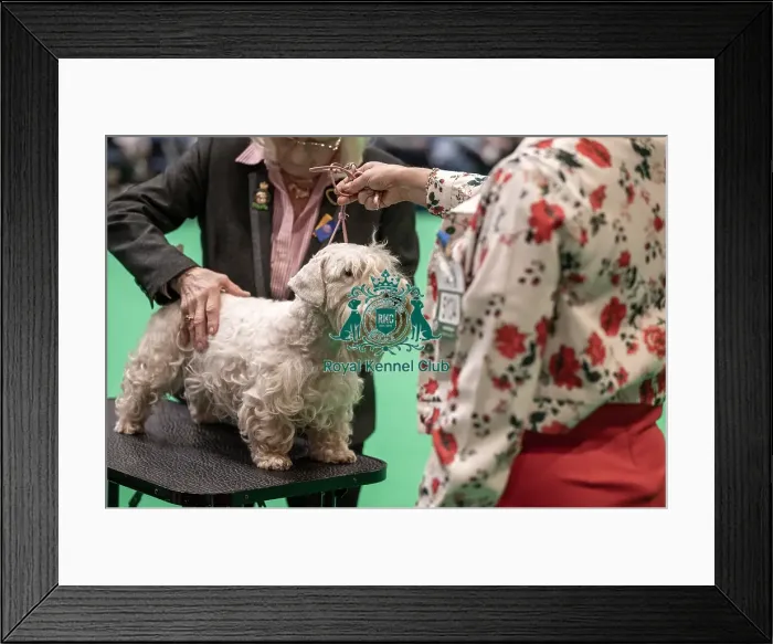 Framed Print : Crufts 2022 Framed Print : Crufts 2022
