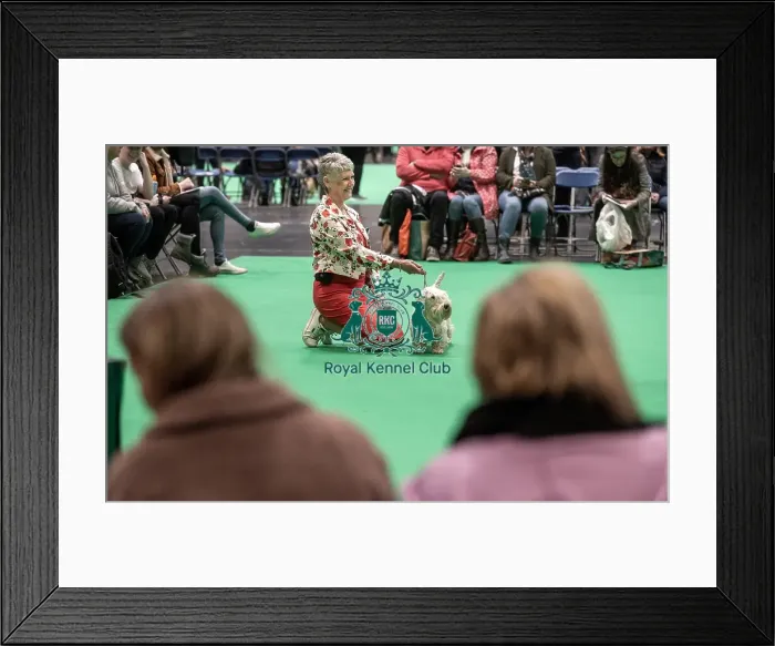 Framed Print : Crufts 2022 Framed Print : Crufts 2022