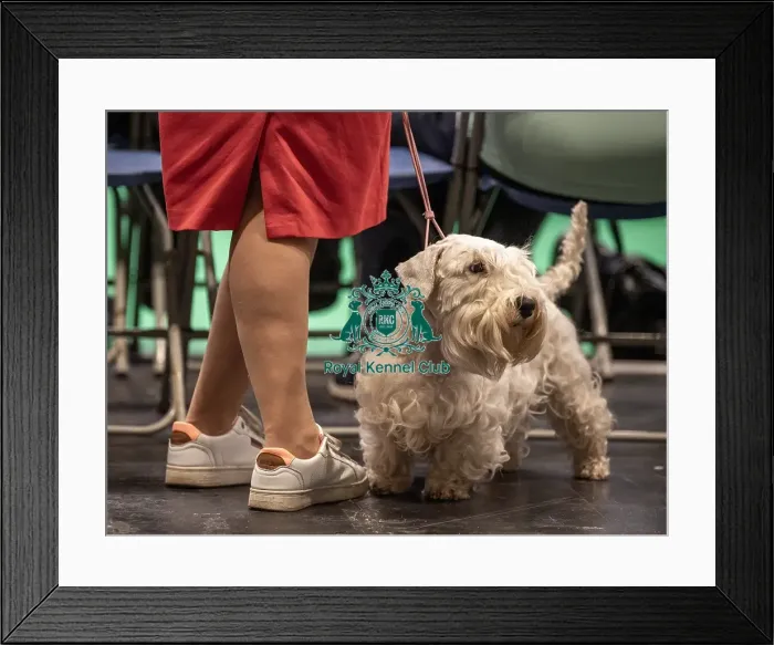 Framed Print : Crufts 2022 Framed Print : Crufts 2022
