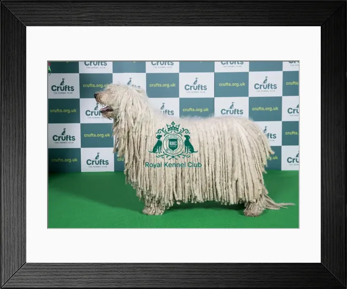 Framed Print : Best of Breed 2022 Komondor Framed Print : Best of Breed 2022 Komondor