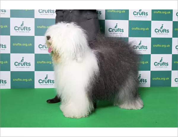 Best of Breed Winner Old English Sheepdog Crufts 2022