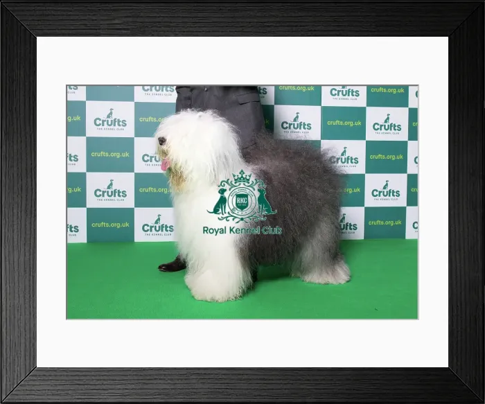 Framed Print : Best of Breed Winner Old English Sheepdog Crufts 2022 Framed Print : Best of Breed Winner Old English Sheepdog Crufts 2022