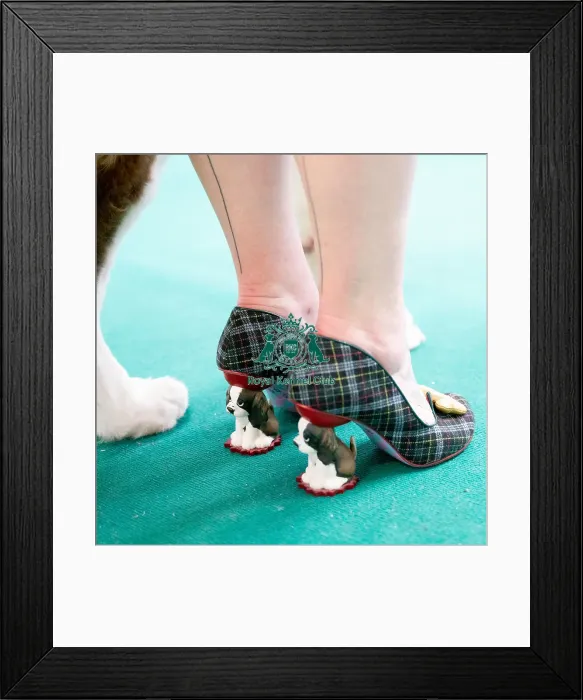 Framed Print : Crufts 2022 Framed Print : Crufts 2022