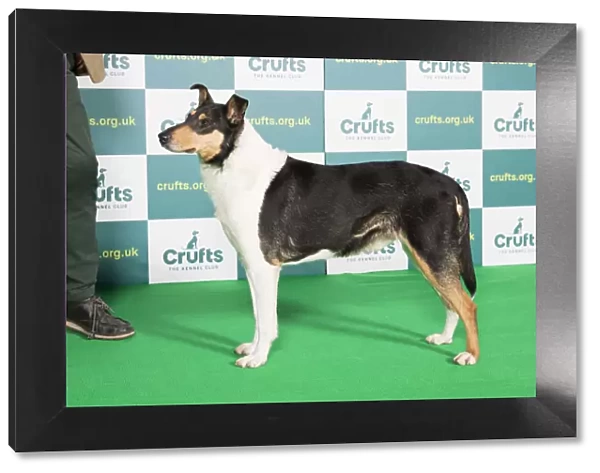 Best of Breed Crufts 2022 Smooth Collie