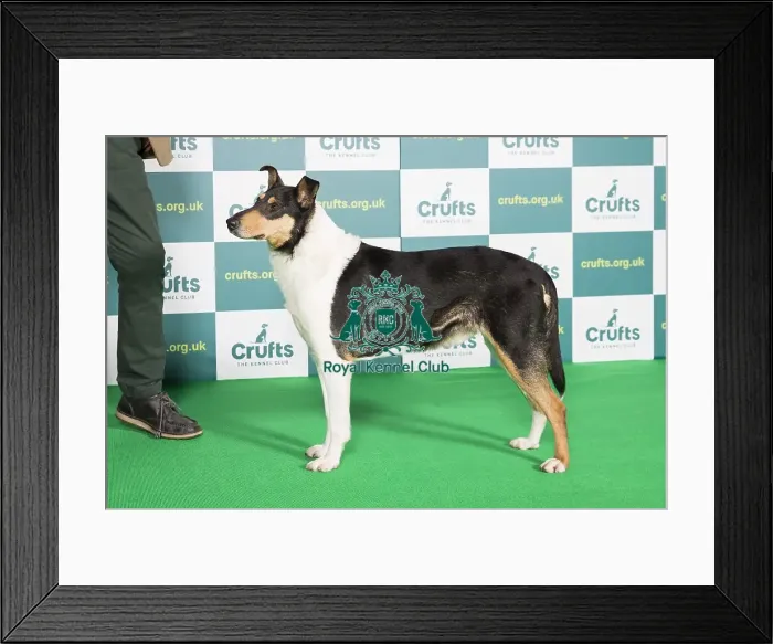 Framed Print : Best of Breed Crufts 2022 Smooth Collie Framed Print : Best of Breed Crufts 2022 Smooth Collie