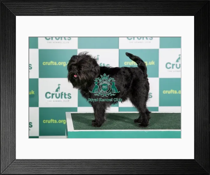 Framed Print : AFFENPINSCHER Best of Breed Crufts 2022 Framed Print : AFFENPINSCHER Best of Breed Crufts 2022