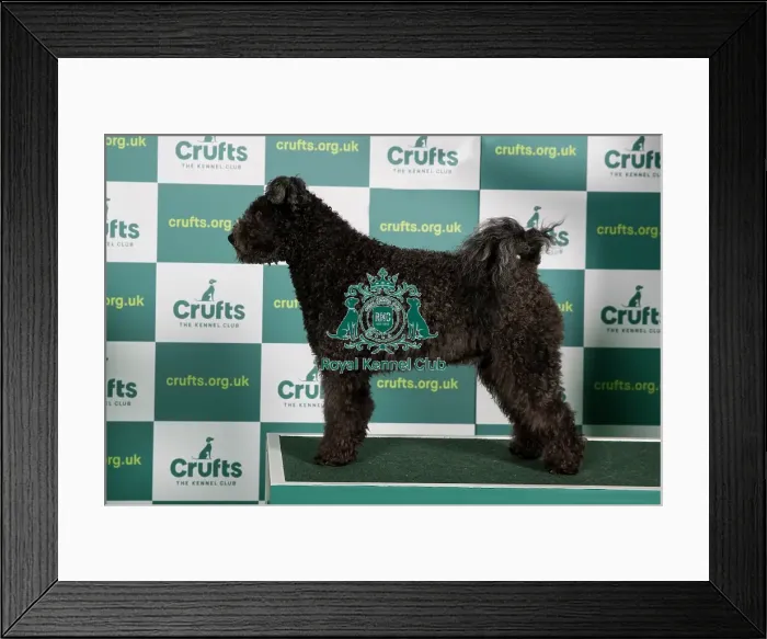 Framed Print : Best of Breed Crufts 2022 Hungarian Pumi Framed Print : Best of Breed Crufts 2022 Hungarian Pumi