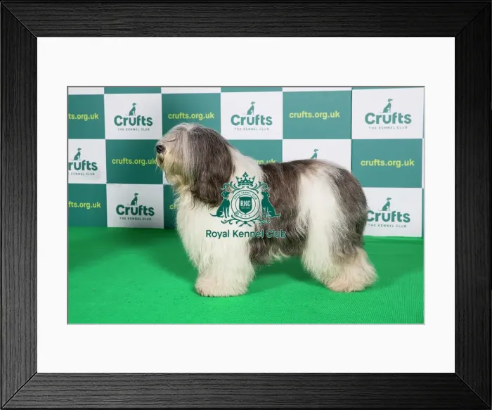 Framed Print : Best of Breed Crufts 2022 Polish Lowland Sheepdog Framed Print : Best of Breed Crufts 2022 Polish Lowland Sheepdog
