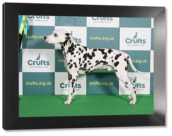 Best of Breed Winner Crufts 2022 Dalmatian