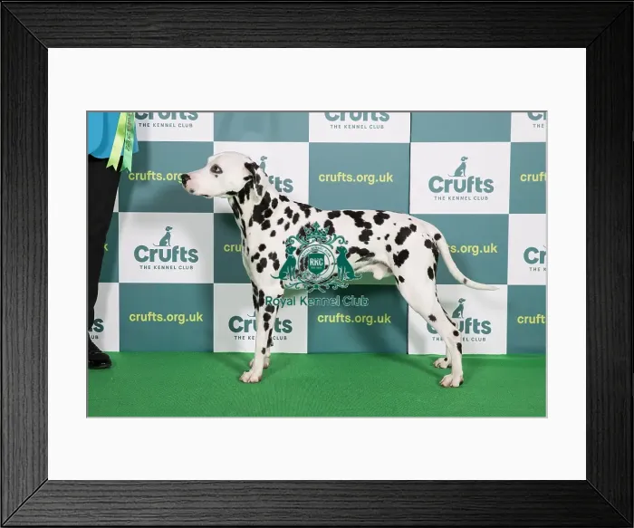 Framed Print : Best of Breed Winner Crufts 2022 Dalmatian Framed Print : Best of Breed Winner Crufts 2022 Dalmatian