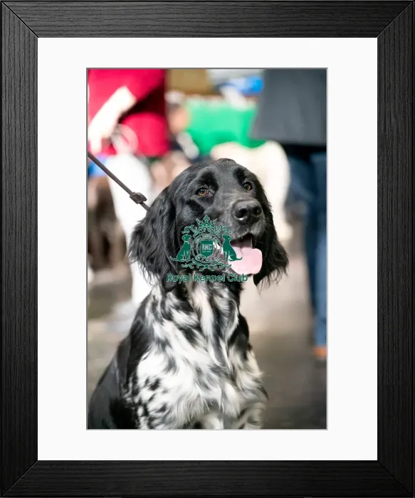 Framed Print : Crufts 2022 Framed Print : Crufts 2022