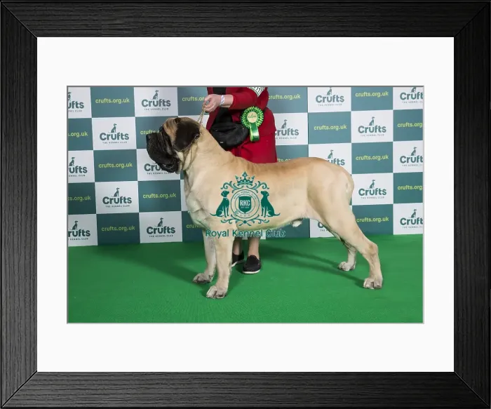 Framed Print : Best of Breed Crufts 2022 Mastiff Framed Print : Best of Breed Crufts 2022 Mastiff
