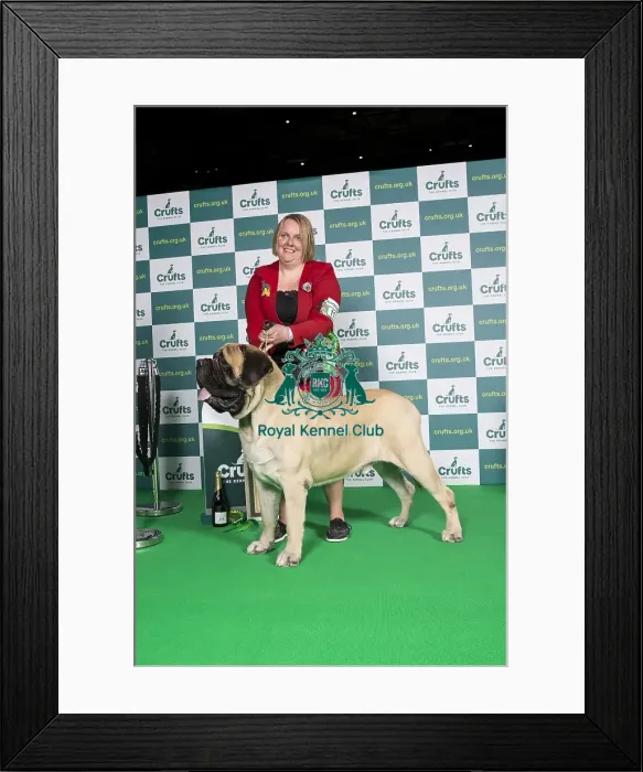 Framed Print : Best of Breed Crufts 2022 Mastiff Framed Print : Best of Breed Crufts 2022 Mastiff