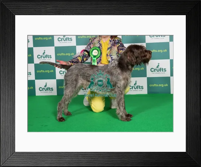 Framed Print : AV Import Best of Breed Crufts 2022 Korthals Griffon Framed Print : AV Import Best of Breed Crufts 2022 Korthals Griffon