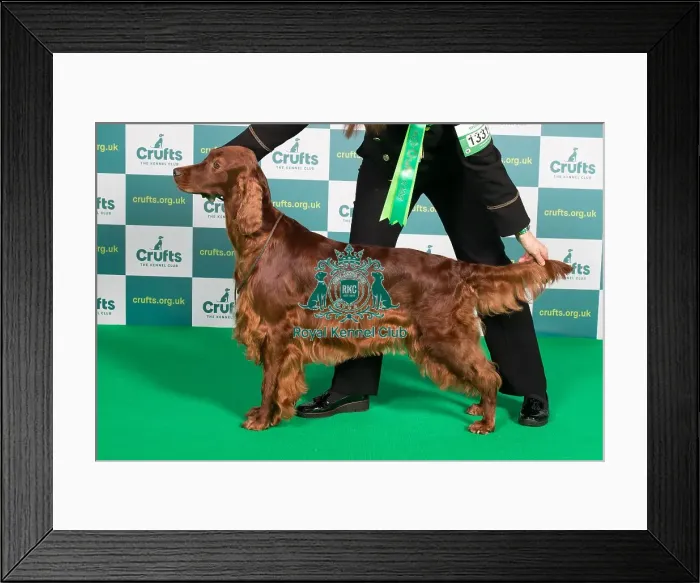 Framed Print : Best of Breed Irish Setter Crufts 2022 Framed Print : Best of Breed Irish Setter Crufts 2022