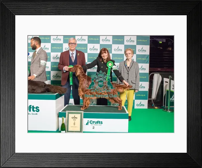 Framed Print : Group Winner Gundog Crufts 2022 Irish Setter Framed Print : Group Winner Gundog Crufts 2022 Irish Setter