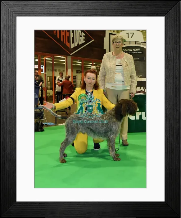 Framed Print : Best of Breed AV Imported Register KORTHALS GRIFFON Framed Print : Best of Breed AV Imported Register KORTHALS GRIFFON