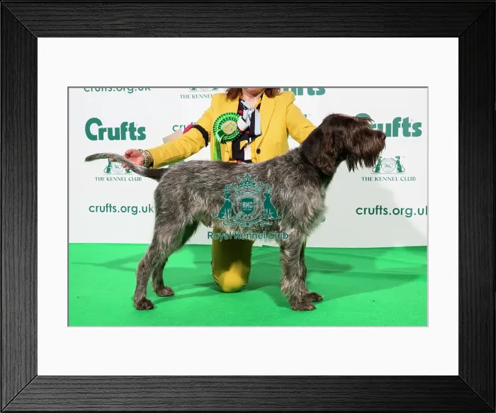 Framed Print : Best of Breed AV Imported Register KORTHALS GRIFFON Framed Print : Best of Breed AV Imported Register KORTHALS GRIFFON