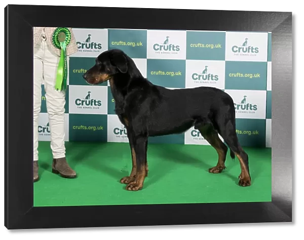Best of Breed Crufts 2022 Beauceron