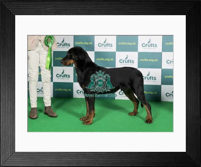 Framed Print : Best of Breed Crufts 2022 Beauceron Framed Print : Best of Breed Crufts 2022 Beauceron