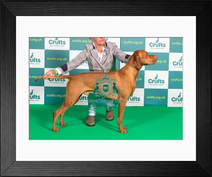 Framed Print : Best of Breed Hungarian Vizsla Crufts 2022