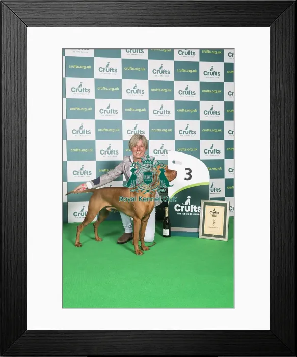 Framed Print : Best of Breed Hungarian Vizsla Crufts 2022 Framed Print : Best of Breed Hungarian Vizsla Crufts 2022
