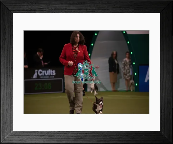 Framed Print : Vulnerable Breed competition Crufts 2022 Framed Print : Vulnerable Breed competition Crufts 2022