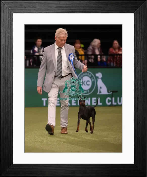 Framed Print : Vulnerable Breed Competition Crufts 2022 Framed Print : Vulnerable Breed Competition Crufts 2022