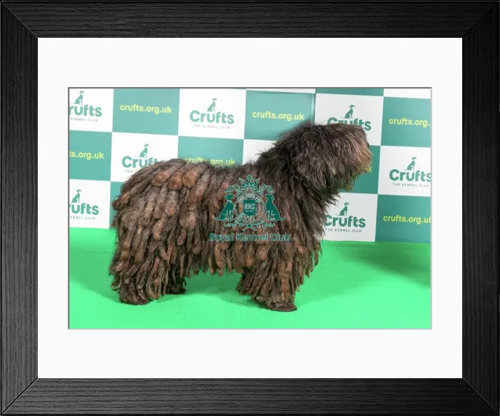 Framed Print : Best of Breed AV import pastoral Bergamasco Framed Print : Best of Breed AV import pastoral Bergamasco