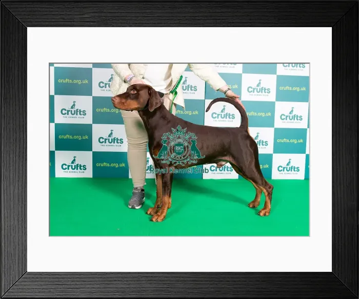 Framed Print : Best of Breed Dobermann Crufts 2022 Framed Print : Best of Breed Dobermann Crufts 2022