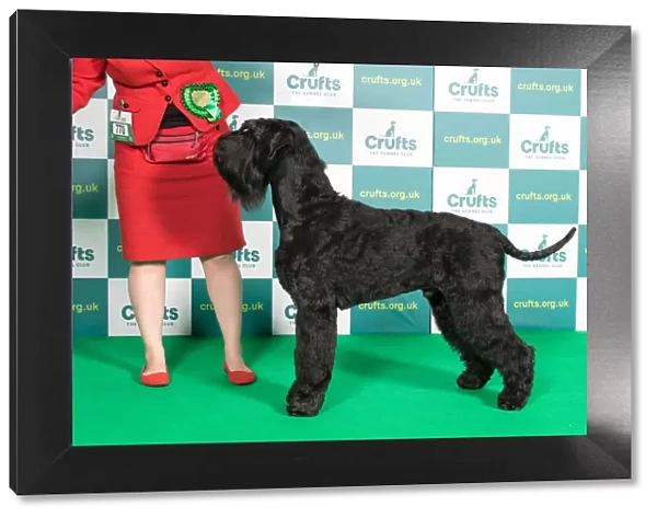 Best of Breed GIANT SCHNAUZER Crufts 2022