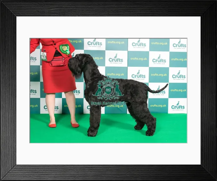 Framed Print : Best of Breed GIANT SCHNAUZER Crufts 2022