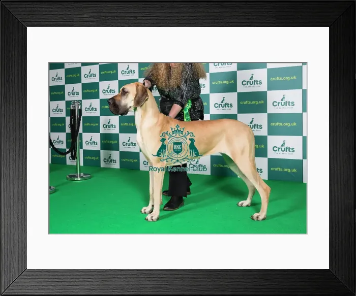 Framed Print : Best of Breed Great Dane Crufts 2022 Framed Print : Best of Breed Great Dane Crufts 2022