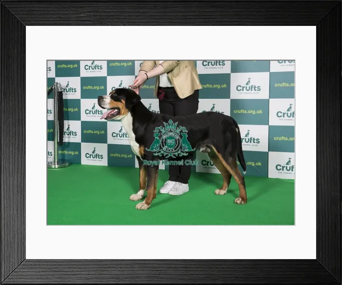 Framed Print : Best of Breed Great Swiss Mountain Dog Crufts 2022 Framed Print : Best of Breed Great Swiss Mountain Dog Crufts 2022
