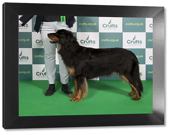 Best of Breed Hovawart Crufts 2022