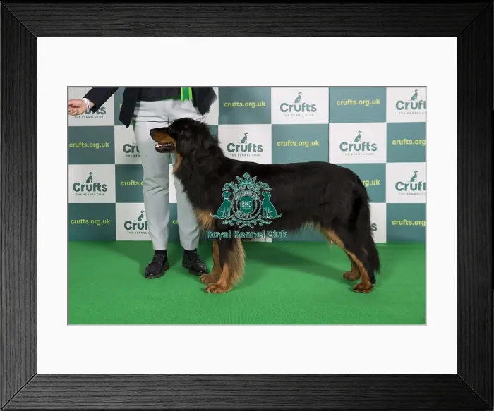 Framed Print : Best of Breed Hovawart Crufts 2022 Framed Print : Best of Breed Hovawart Crufts 2022