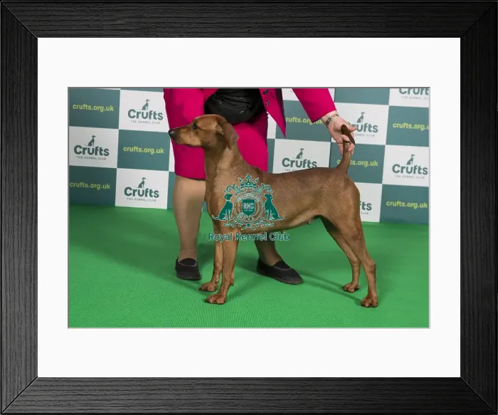 Framed Print : Best of Breed German Pinscher Crufts 2022