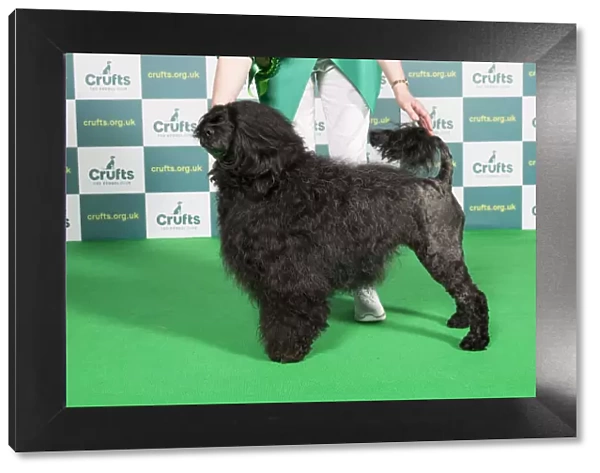 Best of Breed Portuguese Water Dog Crufts 2022