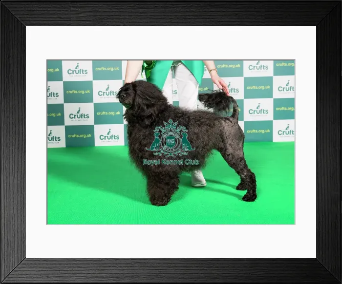 Framed Print : Best of Breed Portuguese Water Dog Crufts 2022 Framed Print : Best of Breed Portuguese Water Dog Crufts 2022