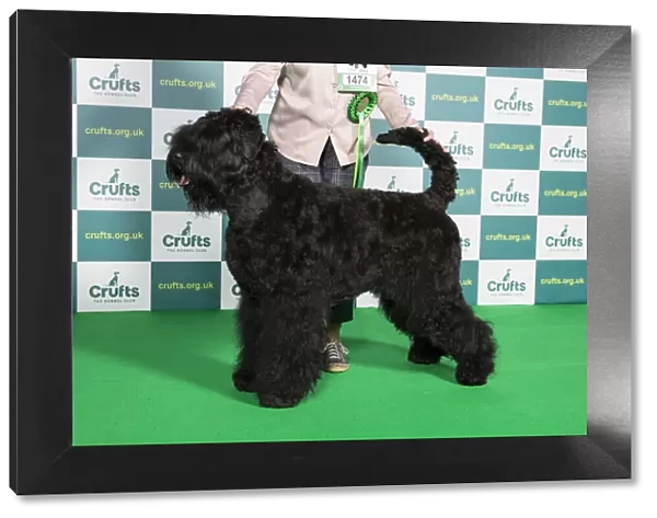 Best of Breed Russian Black Terrier Crufts 2022