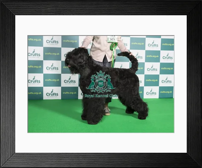 Framed Print : Best of Breed Russian Black Terrier Crufts 2022 Framed Print : Best of Breed Russian Black Terrier Crufts 2022