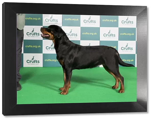 Best of Breed Rottweiler Crufts 2022