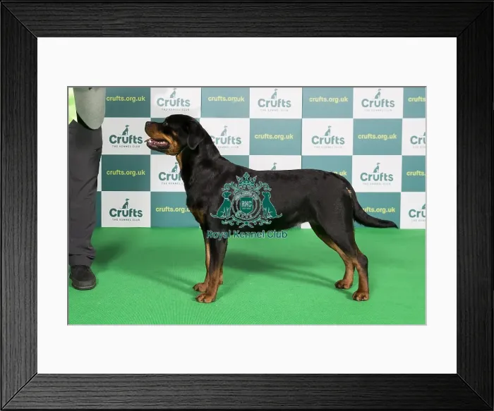 Framed Print : Best of Breed Rottweiler Crufts 2022 Framed Print : Best of Breed Rottweiler Crufts 2022