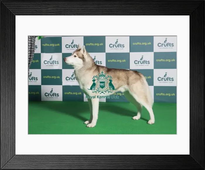 Framed Print : Best of Breed Siberian Husky Crufts 2022 Framed Print : Best of Breed Siberian Husky Crufts 2022