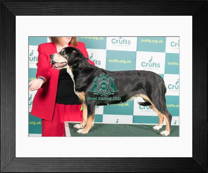 Framed Print : AV Import register working Best of Breed ENTLEBUCHER MOUNTAIN DO Framed Print : AV Import register working Best of Breed ENTLEBUCHER MOUNTAIN DO