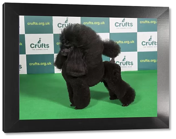 Best of Breed POODLE (MINIATURE) Crufts 2022