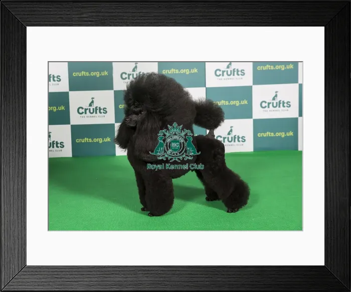 Framed Print : Best of Breed POODLE (MINIATURE) Crufts 2022 Framed Print : Best of Breed POODLE (MINIATURE) Crufts 2022
