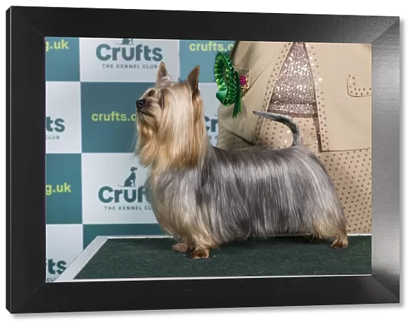 Best of Breed Australian Silky Terrier Crufts 2022