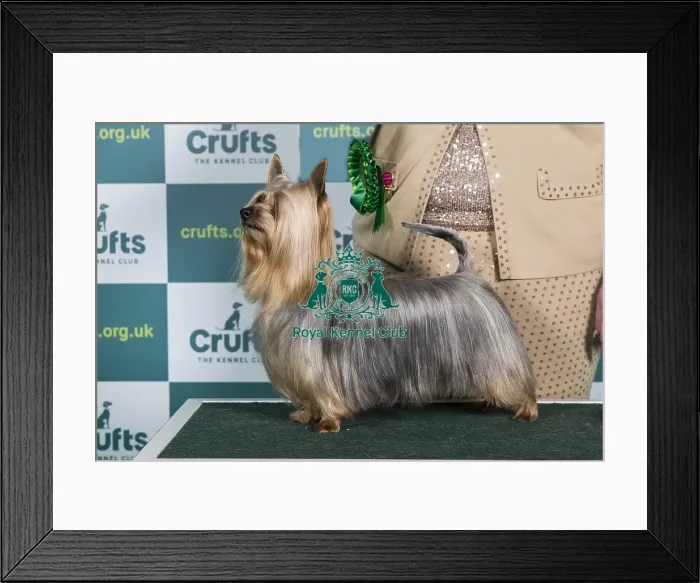 Framed Print : Best of Breed Australian Silky Terrier Crufts 2022 Framed Print : Best of Breed Australian Silky Terrier Crufts 2022